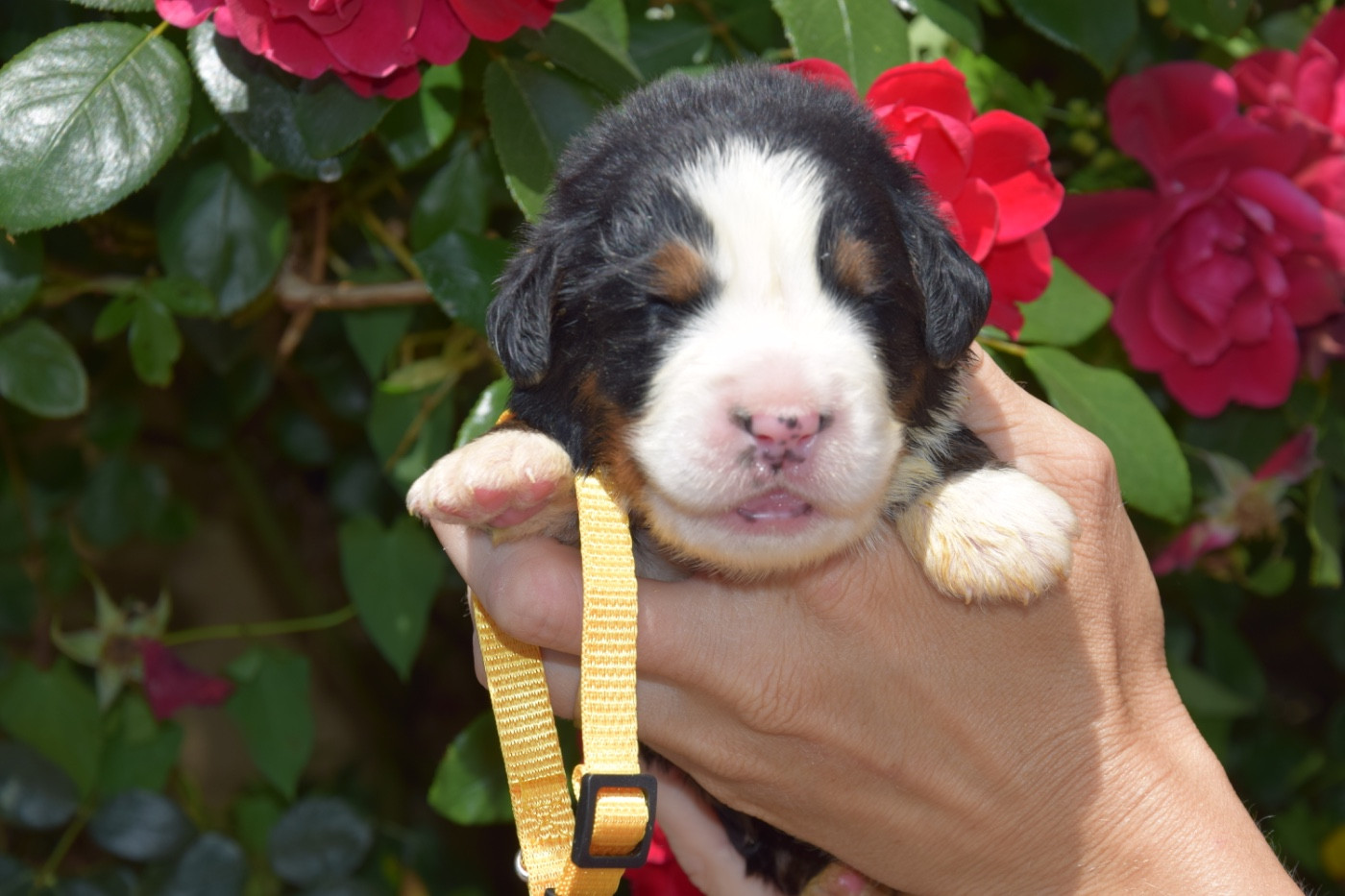 Du Royaume De Goldie - Chiots disponibles - Bouvier Bernois