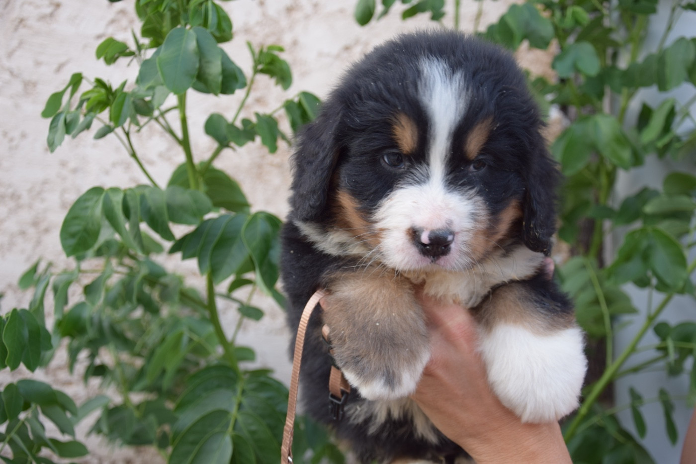 Du Royaume De Goldie - Chiots disponibles - Bouvier Bernois