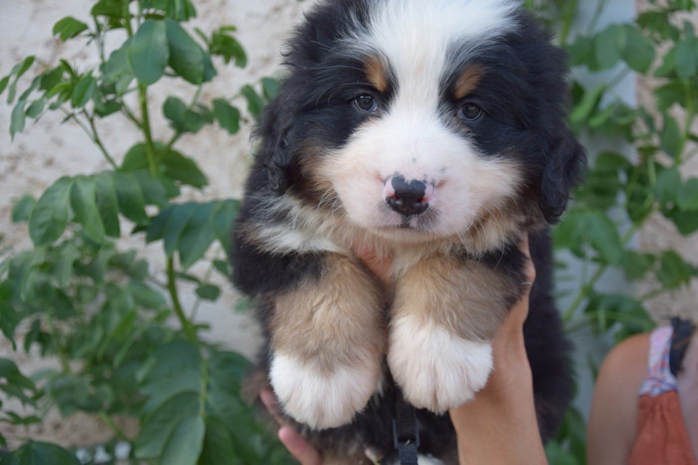 Du Royaume De Goldie - Chiots disponibles - Bouvier Bernois