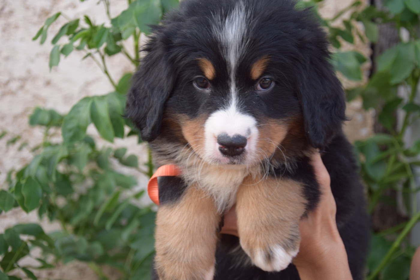 Du Royaume De Goldie - Chiots disponibles - Bouvier Bernois