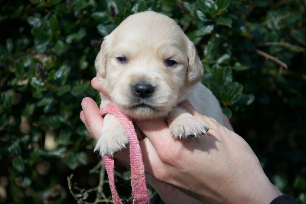 Du Royaume De Goldie - Chiots disponibles - Golden Retriever