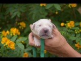 Du Royaume De Goldie - Chiots disponibles - Golden Retriever