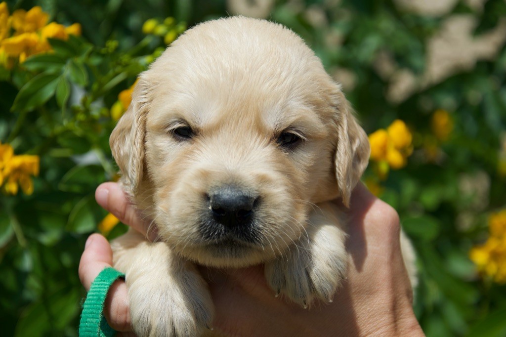 Du Royaume De Goldie - Chiots disponibles - Golden Retriever