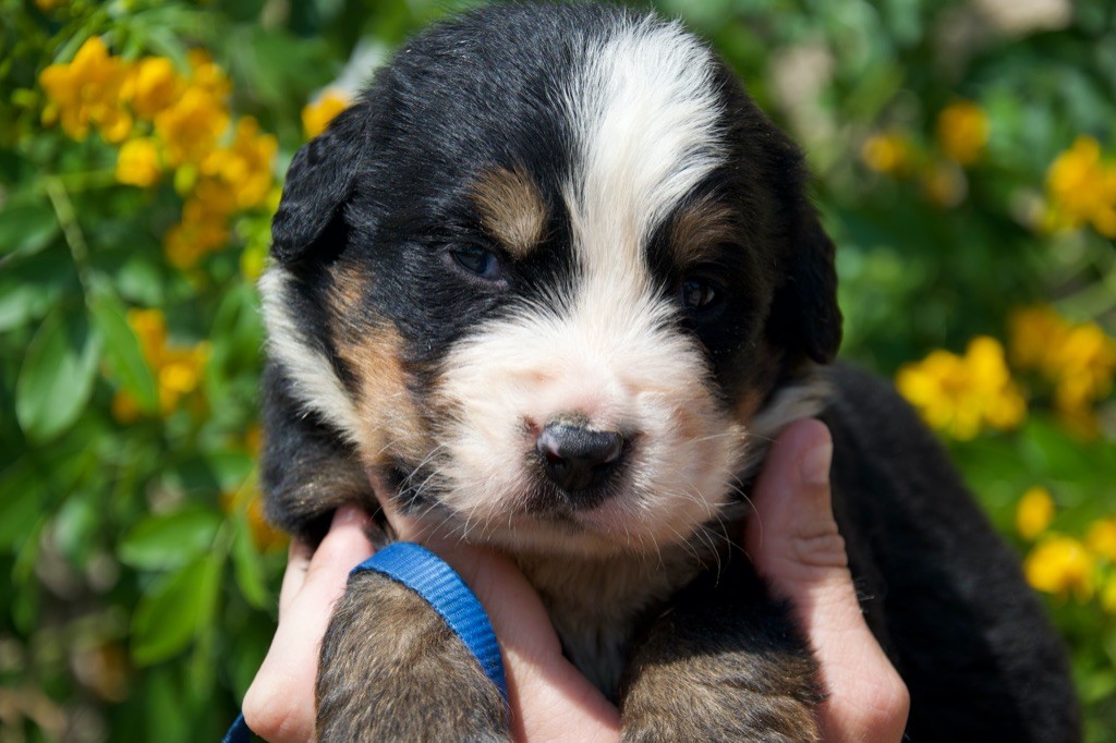Du Royaume De Goldie - Chiots disponibles - Bouvier Bernois