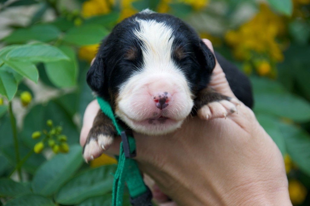 Du Royaume De Goldie - Chiots disponibles - Bouvier Bernois