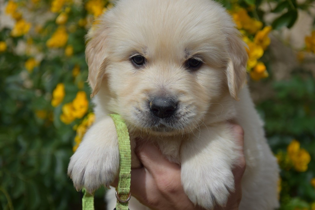 Du Royaume De Goldie - Chiots disponibles - Golden Retriever
