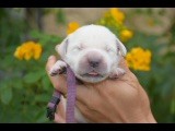 Du Royaume De Goldie - Chiots disponibles - Golden Retriever