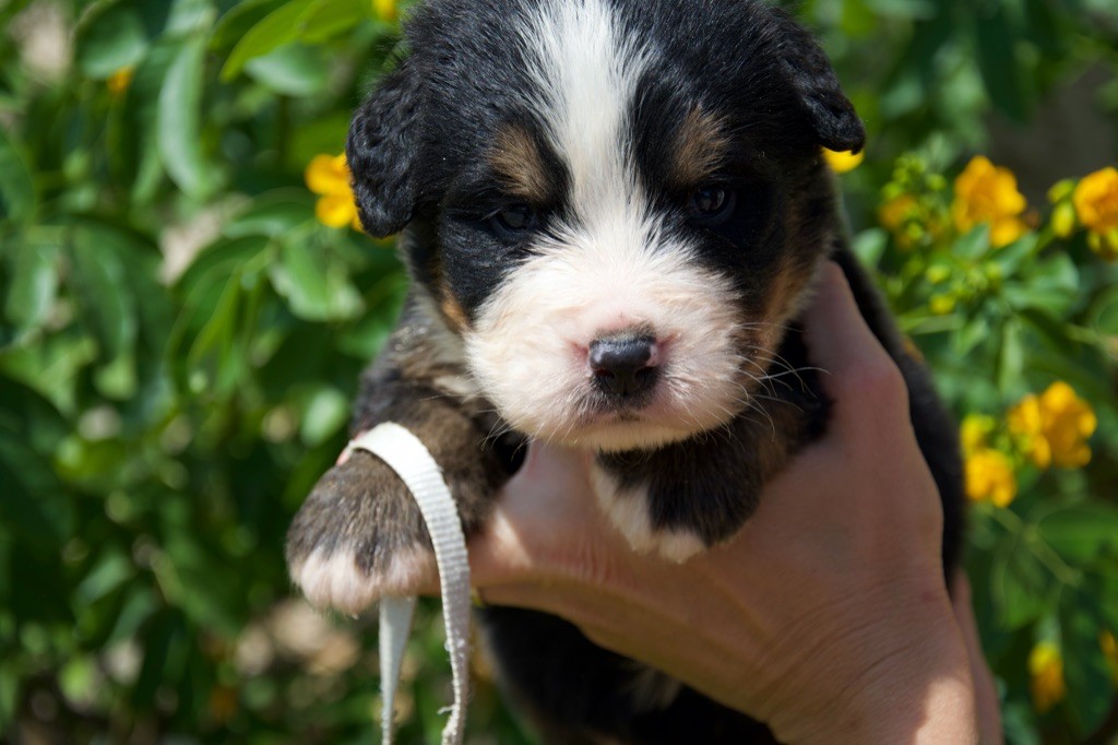 Du Royaume De Goldie - Chiots disponibles - Bouvier Bernois