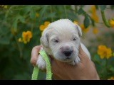 Du Royaume De Goldie - Chiots disponibles - Golden Retriever