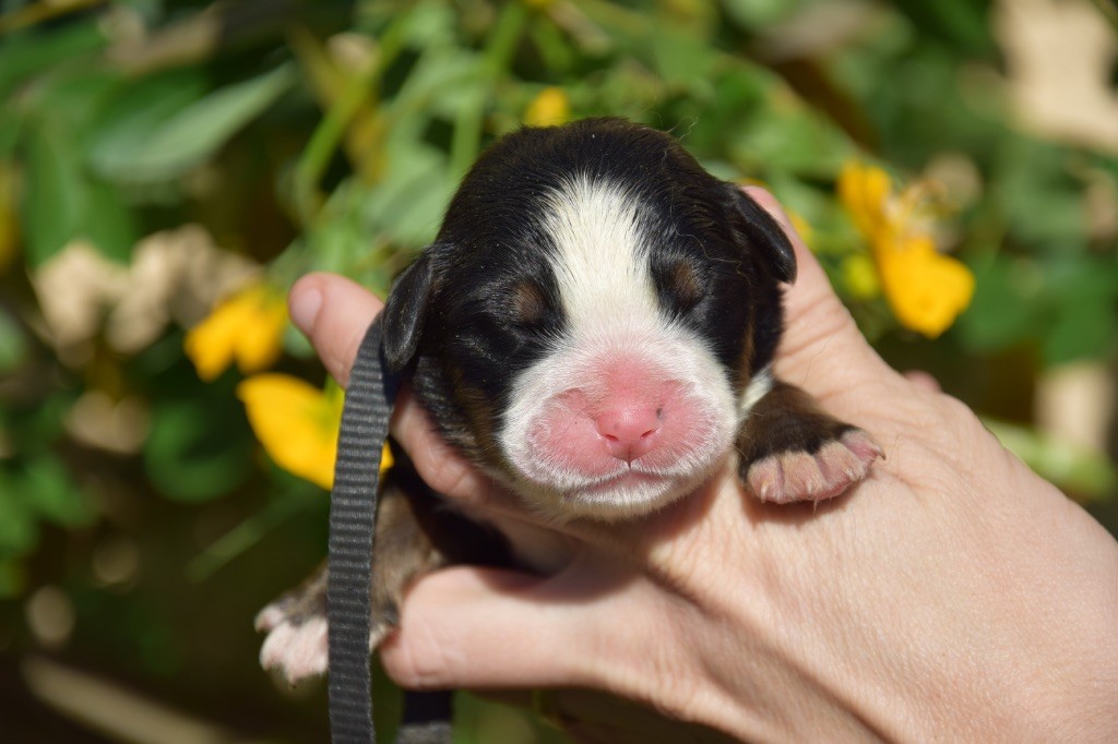Du Royaume De Goldie - Chiots disponibles - Bouvier Bernois