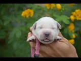 Du Royaume De Goldie - Chiots disponibles - Golden Retriever