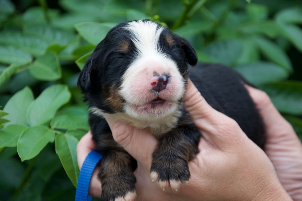 Du Royaume De Goldie - Chiots disponibles - Bouvier Bernois
