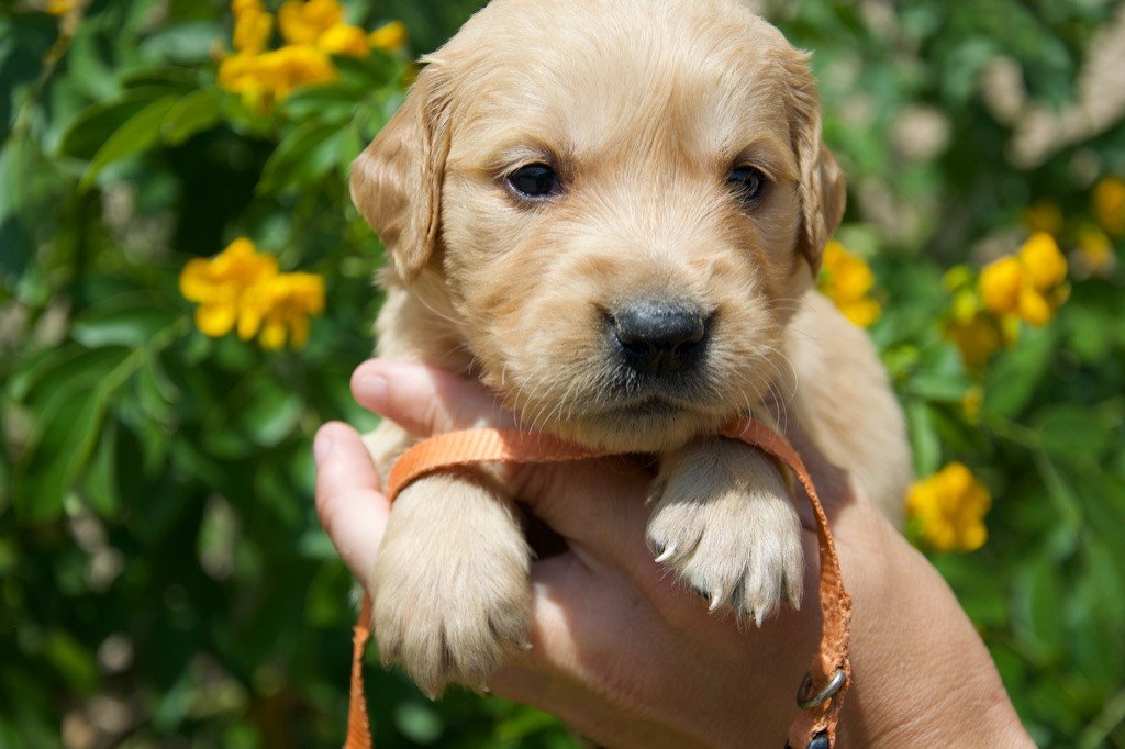Du Royaume De Goldie - Chiots disponibles - Golden Retriever