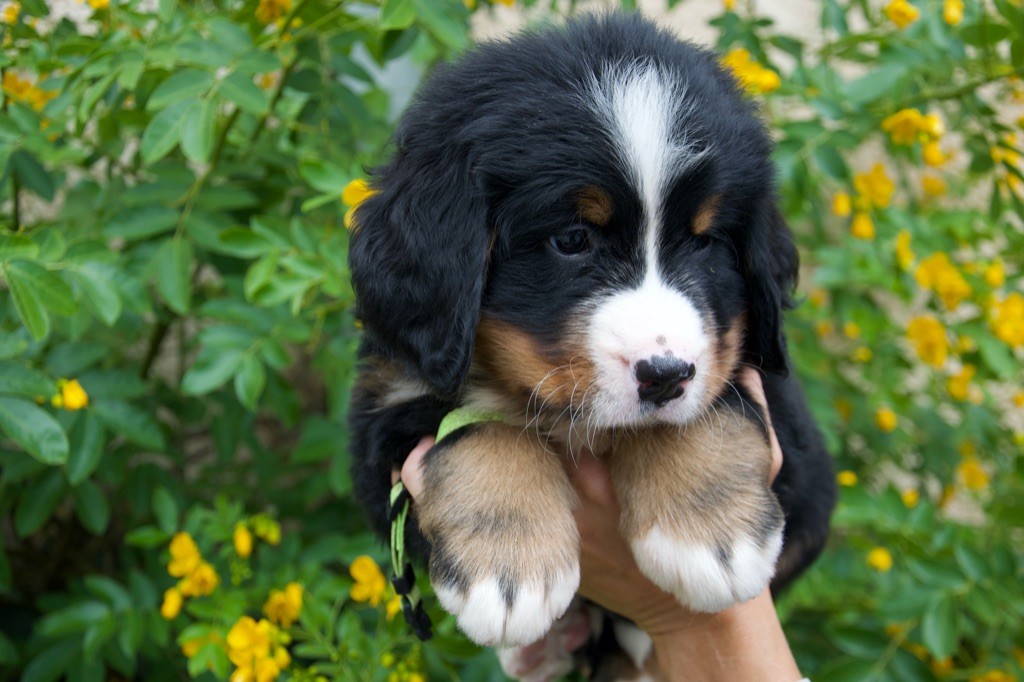 Du Royaume De Goldie - Chiots disponibles - Bouvier Bernois
