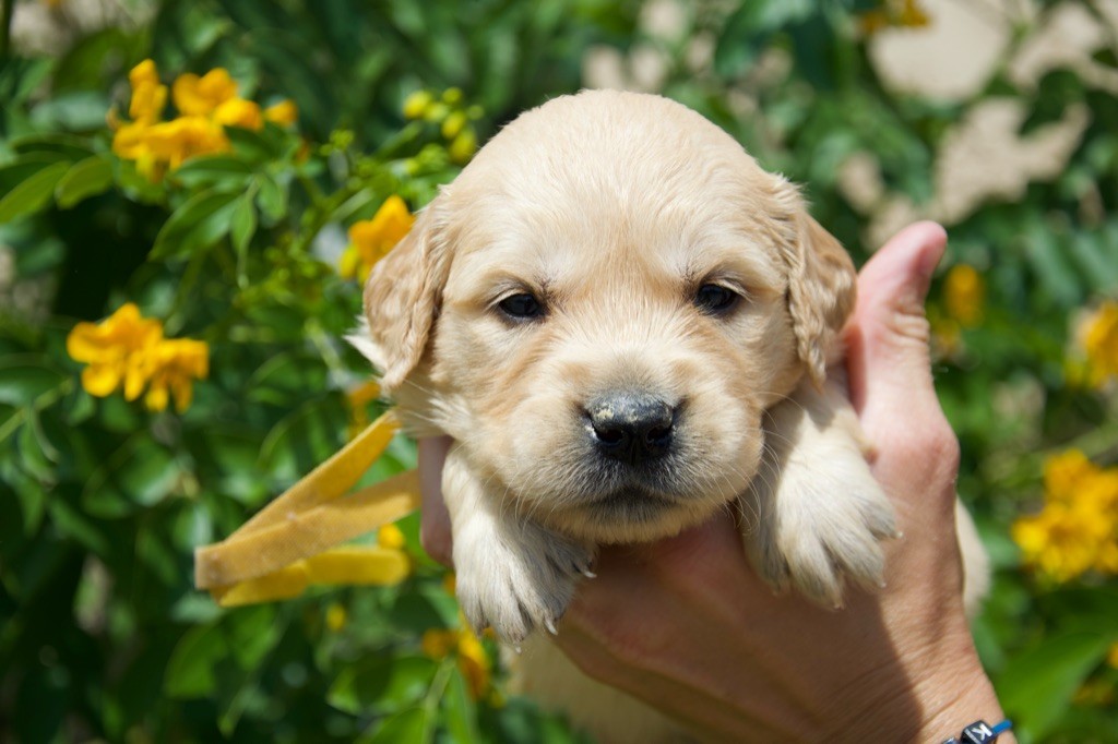 Du Royaume De Goldie - Chiots disponibles - Golden Retriever