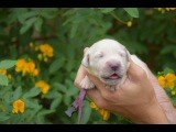 Du Royaume De Goldie - Chiots disponibles - Golden Retriever
