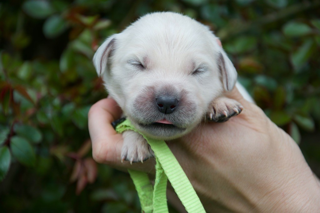 Du Royaume De Goldie - Chiots disponibles - Golden Retriever