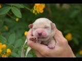 Du Royaume De Goldie - Chiots disponibles - Golden Retriever