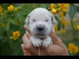 Du Royaume De Goldie - Chiots disponibles - Golden Retriever