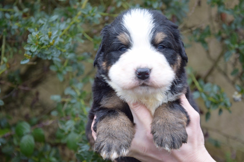 Du Royaume De Goldie - Chiots disponibles - Bouvier Bernois