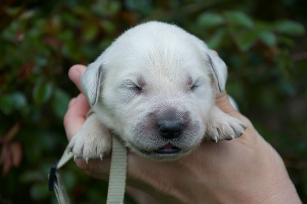 Du Royaume De Goldie - Chiots disponibles - Golden Retriever