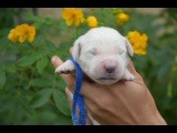 Du Royaume De Goldie - Chiots disponibles - Golden Retriever