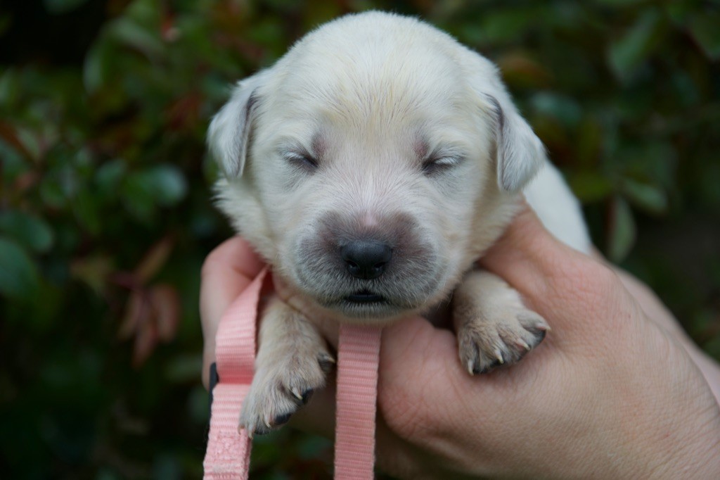 Du Royaume De Goldie - Chiots disponibles - Golden Retriever