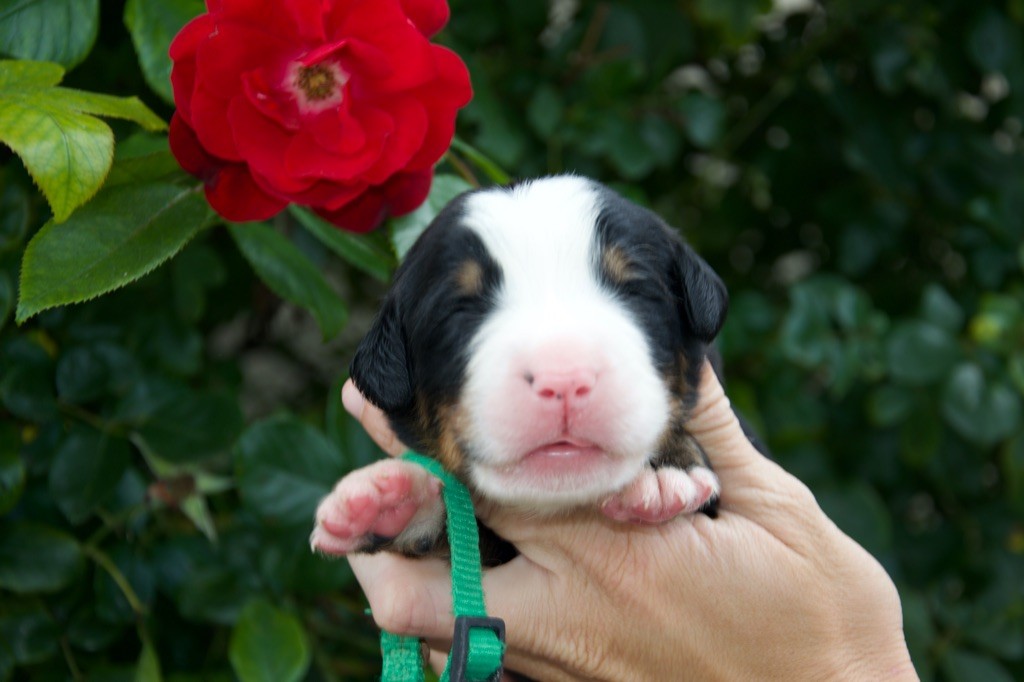 Du Royaume De Goldie - Chiots disponibles - Bouvier Bernois