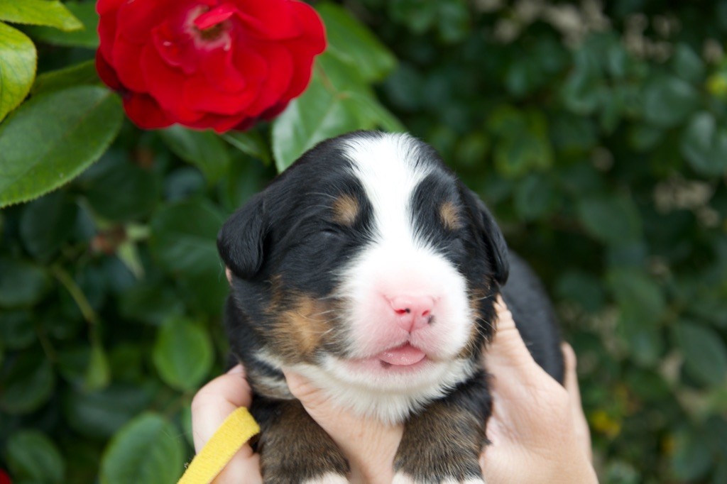 Du Royaume De Goldie - Chiots disponibles - Bouvier Bernois