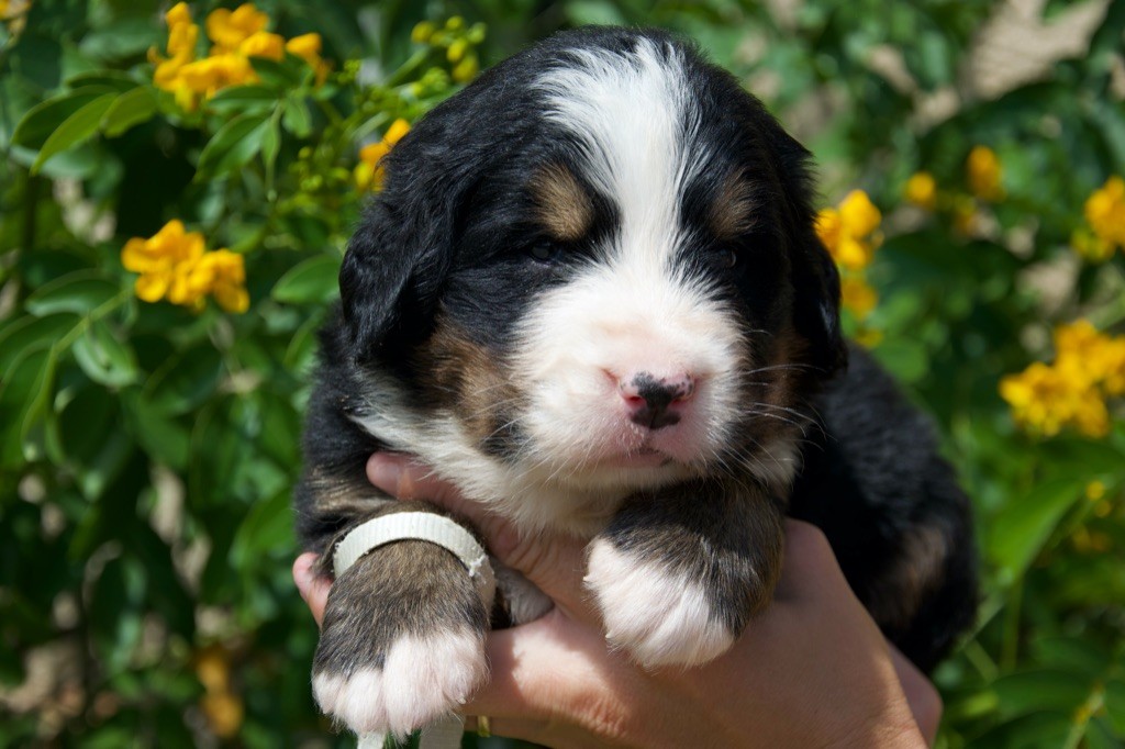 Du Royaume De Goldie - Chiots disponibles - Bouvier Bernois