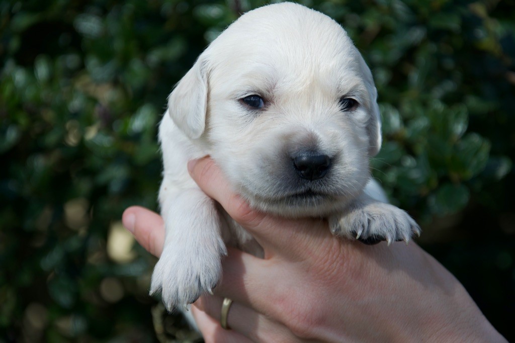 Du Royaume De Goldie - Chiots disponibles - Golden Retriever