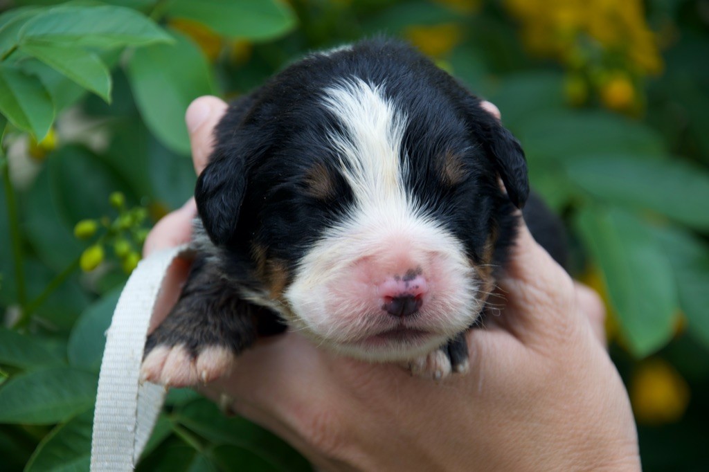 Du Royaume De Goldie - Chiots disponibles - Bouvier Bernois