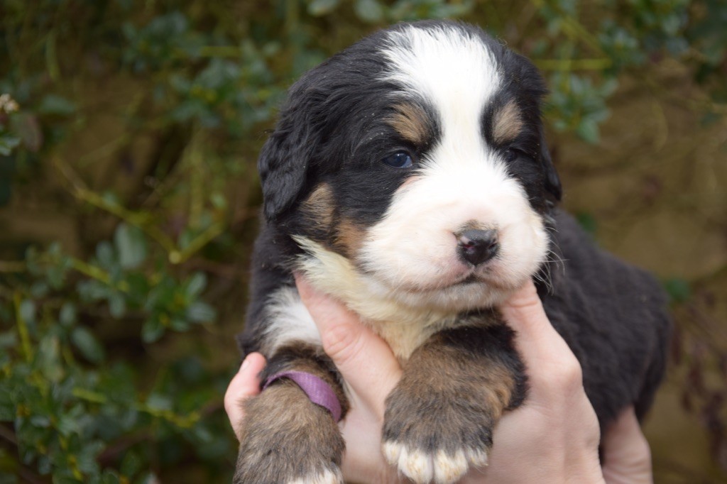 Du Royaume De Goldie - Chiots disponibles - Bouvier Bernois