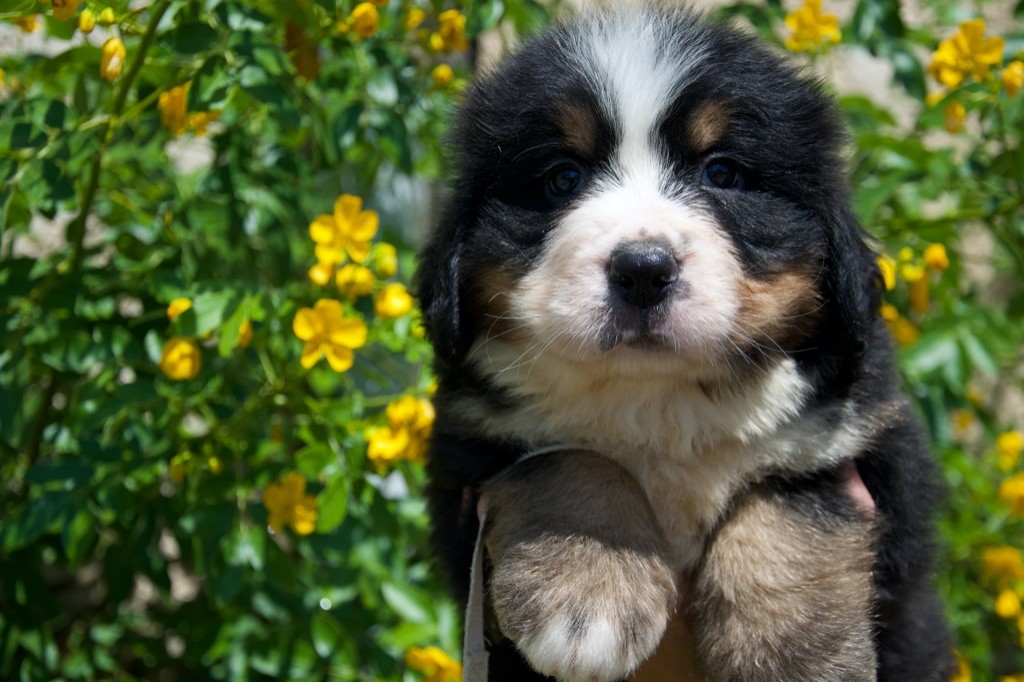 Du Royaume De Goldie - Chiots disponibles - Bouvier Bernois