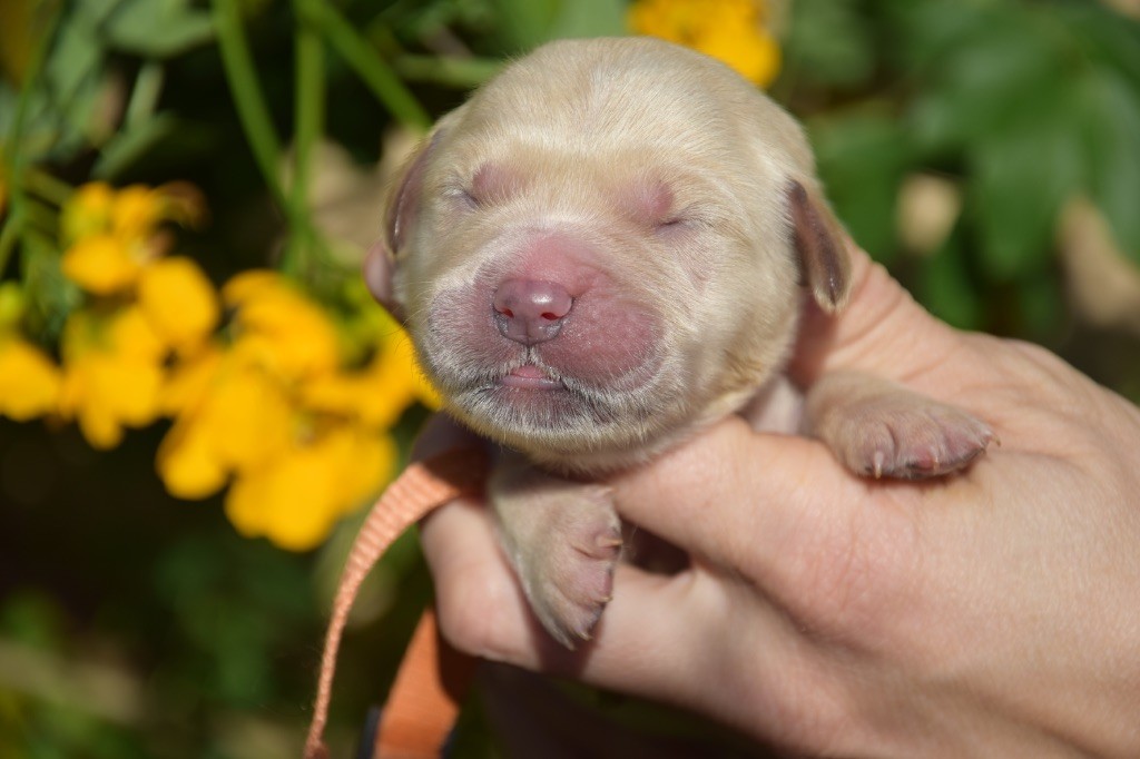 Du Royaume De Goldie - Chiots disponibles - Golden Retriever