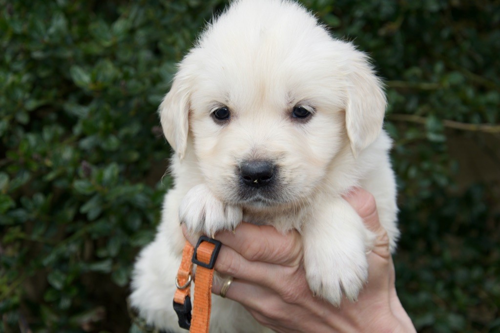 Du Royaume De Goldie - Chiots disponibles - Golden Retriever