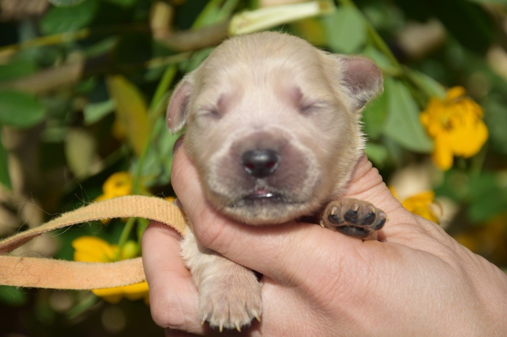 Du Royaume De Goldie - Chiots disponibles - Golden Retriever