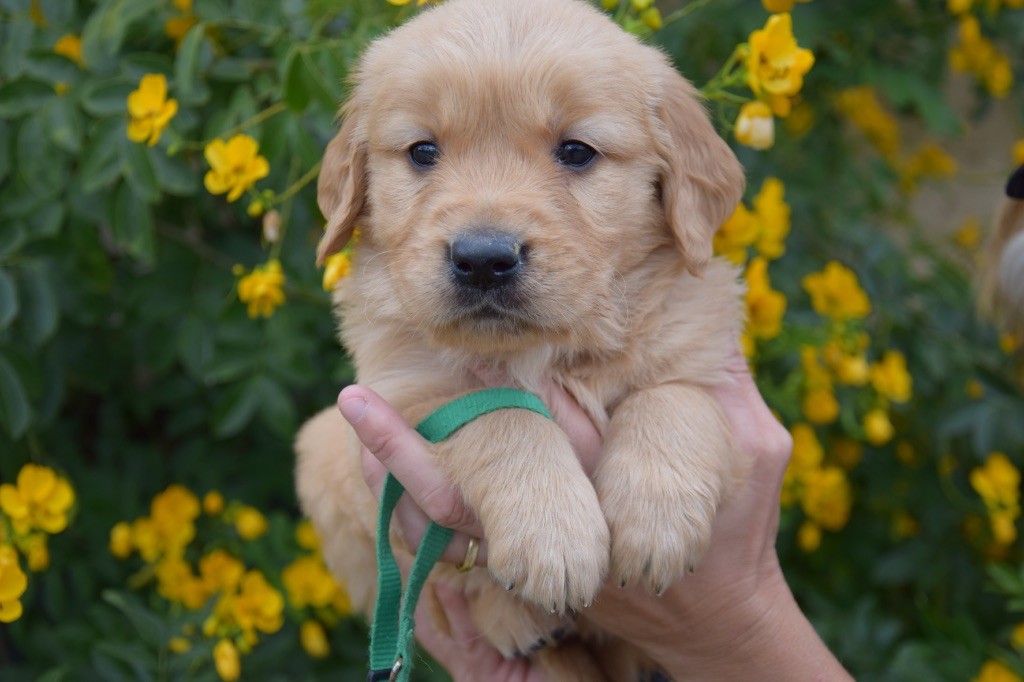 Du Royaume De Goldie - Chiots disponibles - Golden Retriever