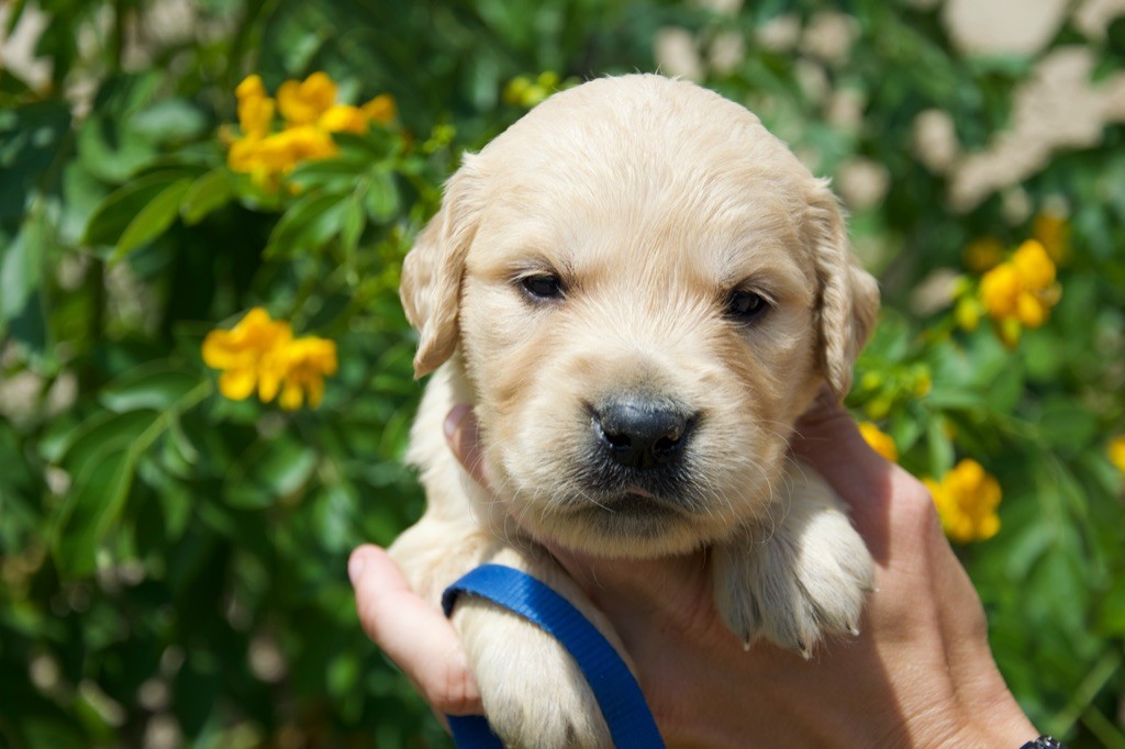 Du Royaume De Goldie - Chiots disponibles - Golden Retriever