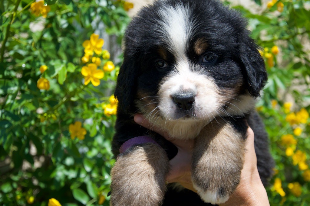 Du Royaume De Goldie - Chiots disponibles - Bouvier Bernois