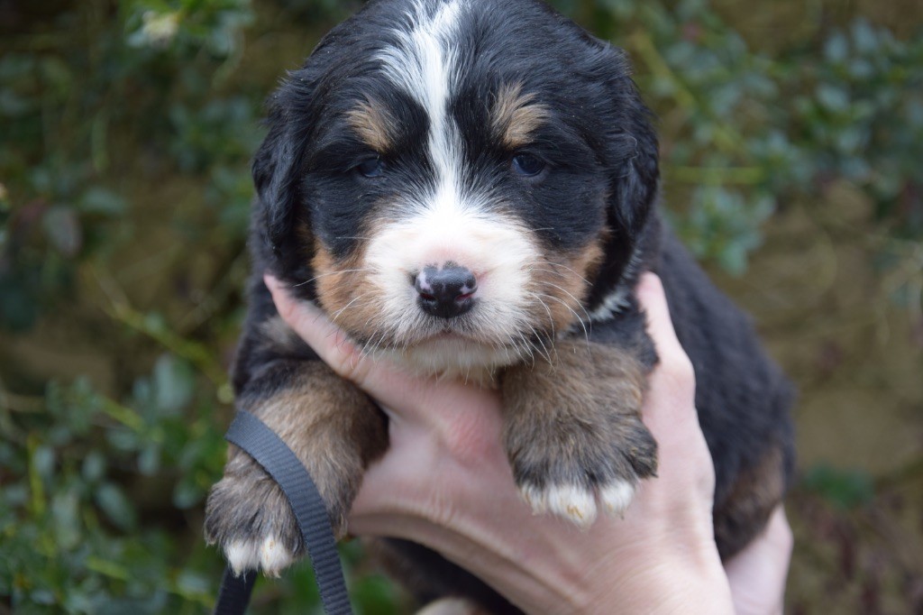 Du Royaume De Goldie - Chiots disponibles - Bouvier Bernois