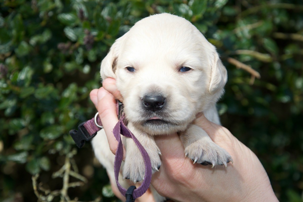 Du Royaume De Goldie - Chiots disponibles - Golden Retriever