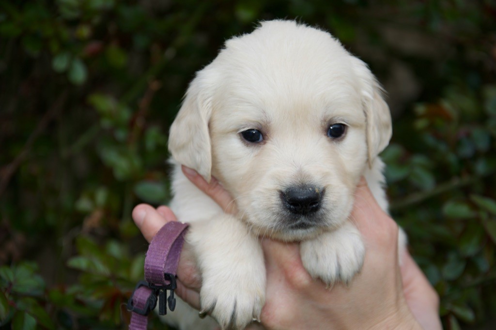 Du Royaume De Goldie - Chiots disponibles - Golden Retriever