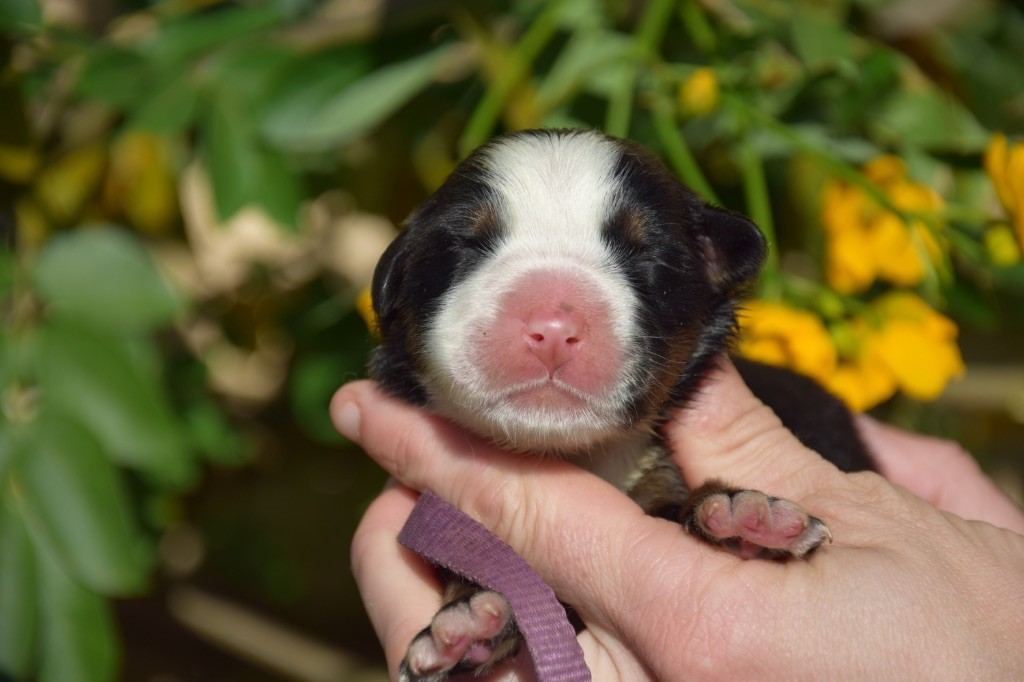 Du Royaume De Goldie - Chiots disponibles - Bouvier Bernois