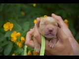 Du Royaume De Goldie - Chiots disponibles - Golden Retriever