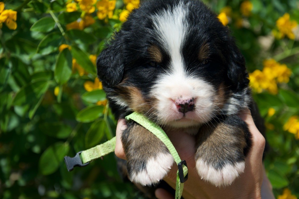 Du Royaume De Goldie - Chiots disponibles - Bouvier Bernois