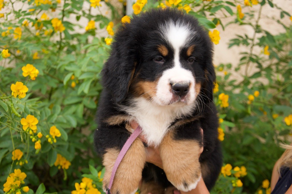 Du Royaume De Goldie - Chiots disponibles - Bouvier Bernois