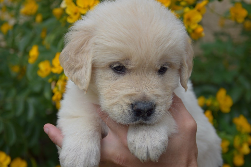 Du Royaume De Goldie - Chiots disponibles - Golden Retriever