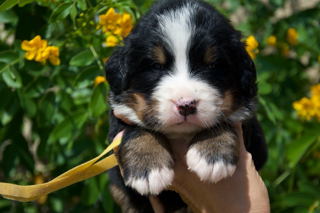 Du Royaume De Goldie - Chiots disponibles - Bouvier Bernois