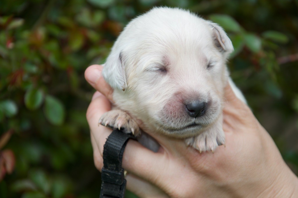 Du Royaume De Goldie - Chiots disponibles - Golden Retriever